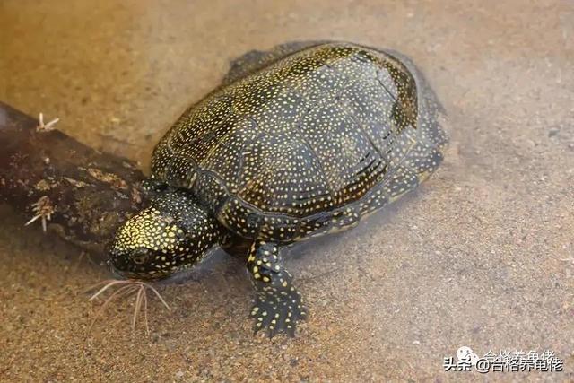 关于龟屎,你是怎么处理的?(水龟篇)