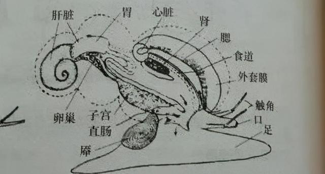 螺肉花胶鸡汤的做法 2026年花胶螺头猪骨汤