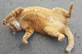 猫有这几种行为说明它在偷偷爱着你，很多人却不知道……图片