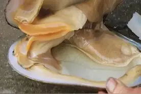 这高档美食，名叫“西施舌”，以前下河一捞几十斤，还用来喂鸭子图片