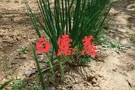 老话说白露栽葱，白露葱究竟怎样栽？跟着7句老话可学会种葱图片