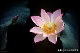 广东省2020-2021学年高二下学期教学质量联合测评语文试题及答案图片