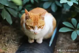 如果你遇到残疾流浪猫会怎么做？他们领养残疾猫后，奇迹发生了图片