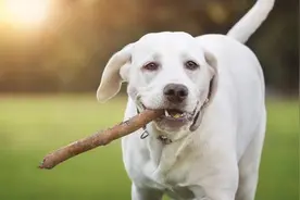 论养狗，我只服中国大爷，他们能把狗遛到求饶！图片
