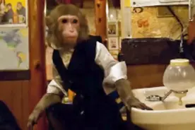 饭店雇佣猴子来当服务员，一干就是30年，工资只要香蕉不要钱！