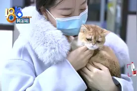 小猫得了猫瘟 主人想看监控 结果却没那么容易图片