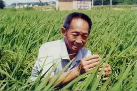袁隆平与邓哲的爱情：闪婚，却是一场跨越半个世纪的彼此陪伴图片