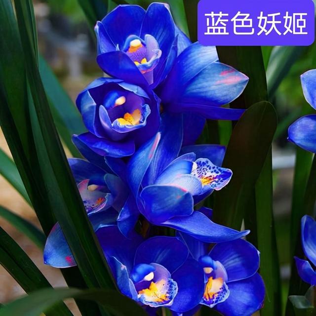 六十六种蓝色花，清亮纯净，给朋友们带去纯净真诚的祝福