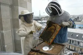 在屋顶也能养殖蜜蜂？城市养蜂的10个技巧，新手一分钟学会养蜂图片