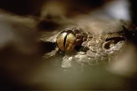 比黑曼巴还危险的毒蛇，有5厘米长的毒牙，能毒晕平头哥几个小时图片