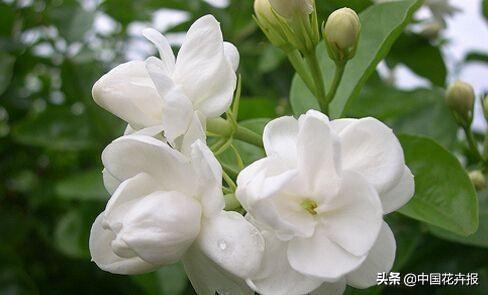 除了康乃馨，母亲节送给妈妈的花还有很多，这篇文章告诉你！