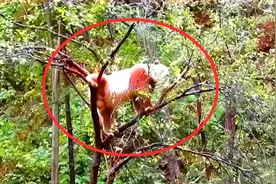 我国秦岭地区发现新"神兽"，全球仅此一只，令世界各国眼红图片