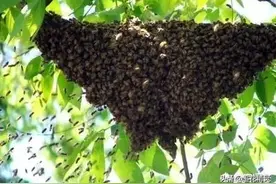 要分就分得彻底，要逃就逃得更远！看自然分蜂的决绝叹蜜蜂的无奈图片