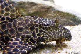 在我国广东泛滥成灾的清道夫，为什么在印度栽了跟头？图片