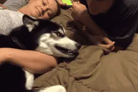 狗狗都好色？为什么狗更喜欢女生的原因找到了图片