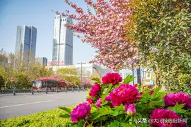 好消息！赏牡丹、逛景区更方便，洛阳公交集团即将开通12条文旅专线图片