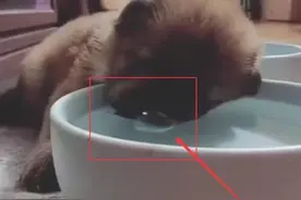 小奶狗趴着水碗喝水，半小时后居然一动不动，女主走近一瞧笑喷了图片