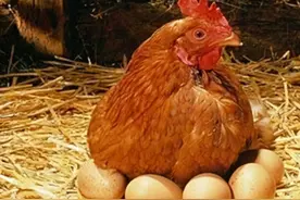 春季母鸡不产蛋，日常喂料加点这个，产蛋多并且质量好图片