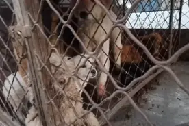 东北：病、死、怀孕！一车车宠物狗将被送进狗肉馆，大姐：太残忍图片
