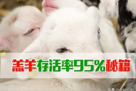 让你羔羊成活率达到95%的方法秘籍，养羊的朋友不要错过哟图片