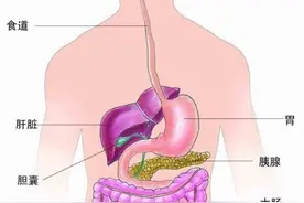 从食物到便便，我们的消化系统是如何工作的？图片