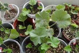 生根剂不用买，3种小东西做成生根水，也能使插穗快速生根图片