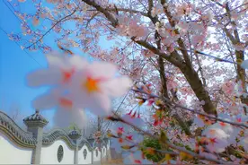 【初见威海 春暖花开】樱花正盛！快来解锁威海限量版春天图片