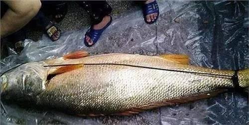 为什么花胶有沙粒 2026年为什么花胶有沙粒的味道