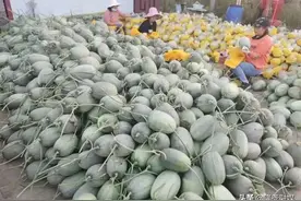 「百年梦圆 牛城巨变」隆尧县东四村大棚种植为村集体增收图片