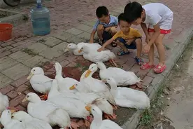 地摊鸭子随便挑，100块3只，买鸭子的笑了，卖鸭子的哭了图片
