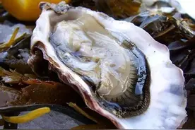 烧烤吃生蚝时，聪明人看到这3种扭头就走，海鲜老板：一定是行家图片