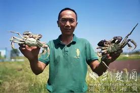 湖北鄂州重塑梁子湖螃蟹“江湖地位”水鸟食客共飨“螃蟹盛宴”图片