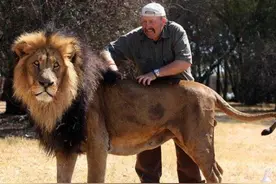 相隔7年未见，狮子一眼就认出了救命恩人，原来动物也懂得报恩图片