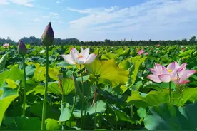 蓝天芝麻小镇荷塘月色正式开园 快来“藕”遇吧图片