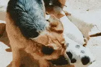 搞笑GIF图：大爱！狗妈妈给猪宝宝喂奶图片