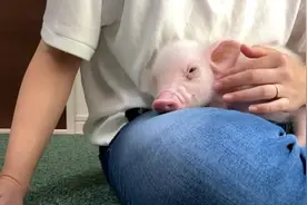 日本网友直播养宠物猪100天后，把猪做成烤乳猪吃掉，网友们怒了图片