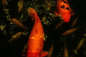 鱼缸过滤器可以关多久？硝化细菌多久开始死亡？图片