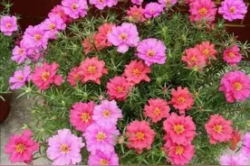 9月养太阳花，开花越来越少，多做3件事，能开花到霜降图片