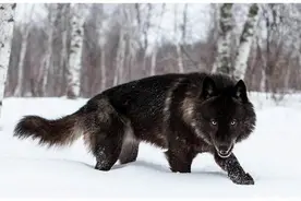 极度恐慌：人狼遭遇战图片