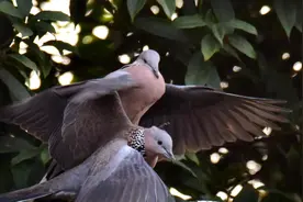 斑鸠：我不是肥鸽子，更不是那个姓杜的小坏蛋图片