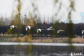 【图集】北龙湖6只天鹅宝宝半岁啦！翱翔湖面姿态美图片