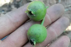 梨果实上面出现黑点正常吗？可能是炭疽病危害，如何防治保丰收？图片