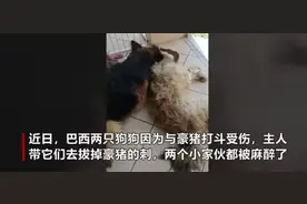 两狗狗打架受伤做手术被麻醉，德牧先醒以为同伴死去趴在身上哭泣图片