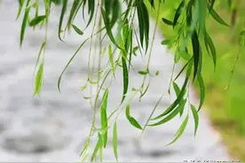 渭南华州赤水的柳树图片