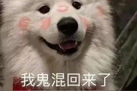 沙雕表情包更新：“我鬼混回来了”“说的挺好的，下次别说了”图片