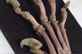 万物皆可盘，文玩界的狠人，竟把骨头盘得红润透亮图片