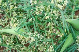 人称“老鸹瓢”，农田里经常遇到，以前当杂草，其实它珍贵又值钱图片