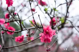 要走的人留不住，不如不留；已变的心拉不回，不如不拉！图片