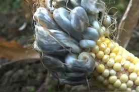 玉米上生长的“大瘤子”，价值堪比黑松露，它究竟是什么？图片