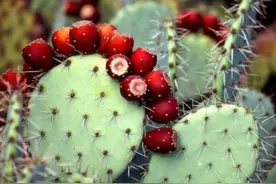 建议中老年人：别舍不得花钱！这5种水果敞开吃，营养堪称软黄金图片